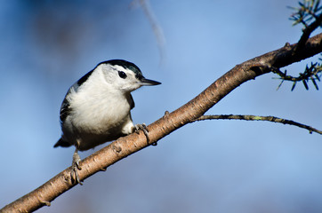 White-Breasted Nuthatch Perched in a Tree