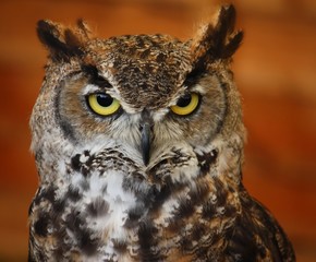 Magnificent eagle owl