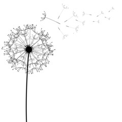 Dandelion flower desing design