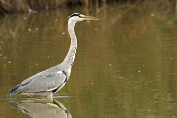 Un héron marche dans l'eau