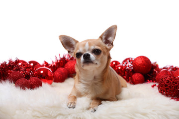 kleiner hund weihnachtlich