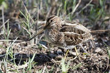 Snipe