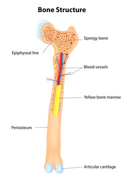 Bone Structure. Vector scheme