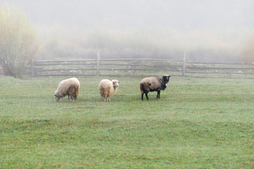 Fototapeta premium Sheep