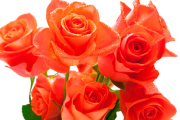 beautiful branch of roses