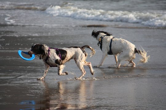 two english springer spaniel gundogs playing on a sandy beach