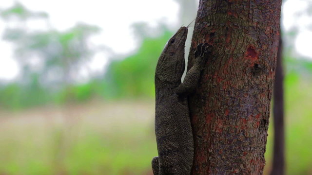 lizard in forest