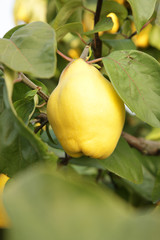 Fototapeta premium yellow quince