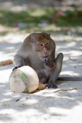 Thailand - Phra Nang Beach - Krabi