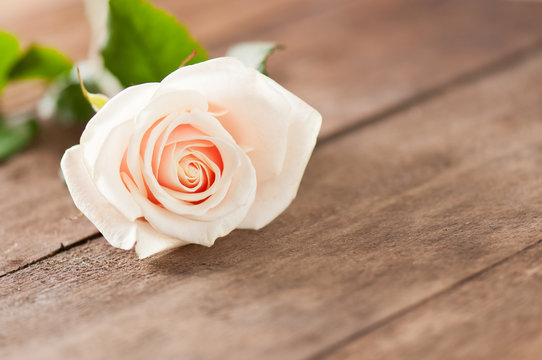 Rose2