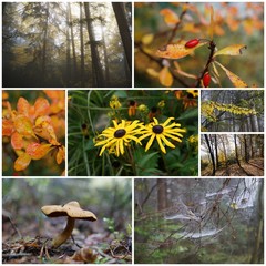 Collage von verschiedenen Wald-Fotos