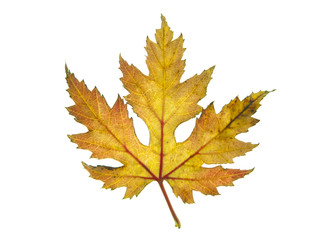 tree leaf fall