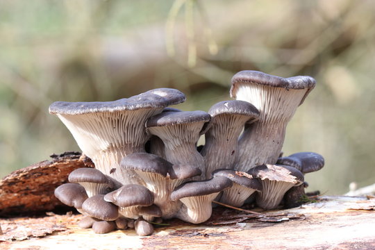 Austern-Seitling (Pleurotus ostreatus)