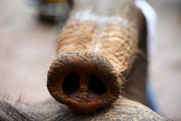 Head of an elephant with upturned trunk. Riding the elephant