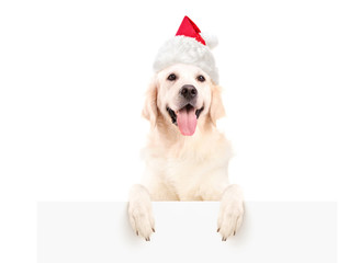 Labrador retriever with christmas hat posing on a panel