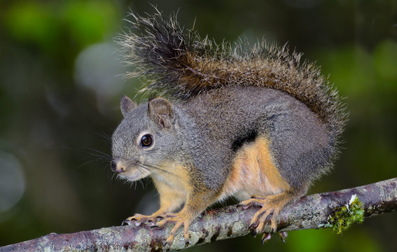 Dougals Squirrel