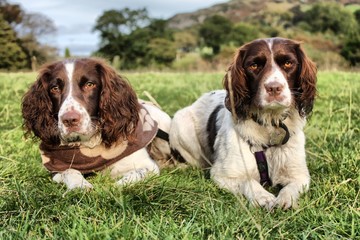 Two working type english springer spaniel gundogs lying together