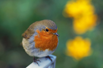 Robin