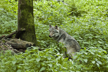 wolf in the forest