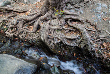 Root of tree near brook