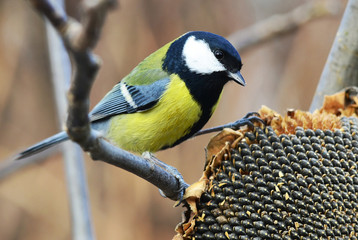 birdwatching in winter time