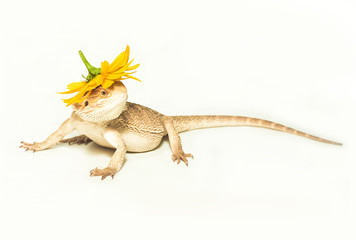 lizard pogona viticeps on white background