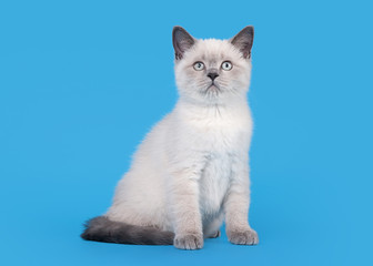 small blue color point british kitten on light blue background