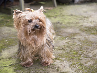 A yorkshire dog