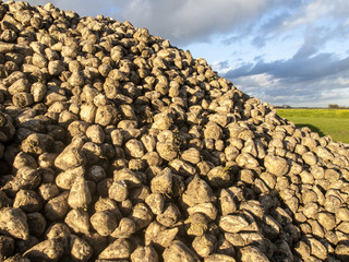 A mountain of sugar beet with a cloudy sky