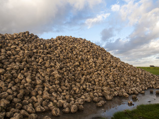 A mountain of sugar beet with a cloudy sky