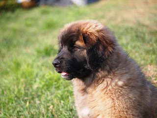 Cachorro de Leonberger