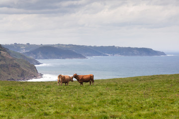 Fototapeta na wymiar Two cows grazing on pasture in the hills near sea coast