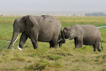 Fototapeta premium Elefanti