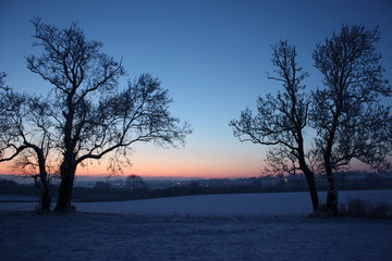 trees in winter at dusk