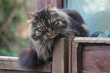 Stunningly beautiful long haired tabby cat