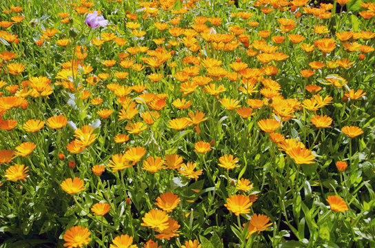 Medical Herbs Calendula Blossoming In Garden