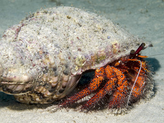 コモンヤドカリ