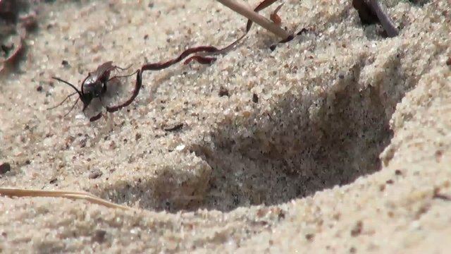 Sand fly snatches a nest in the sand on the beach