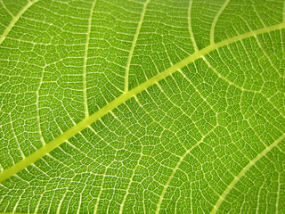 grünes Feigenblatt, Ansicht von unten, Blattunterseite, Makro 6