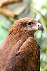A Hawk