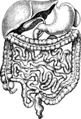 Vectorial illustration of internals of man