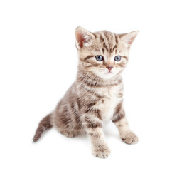 Obraz na płótnie Canvas Brytyjski kot dziecko siedzi samodzielnie lub kotek