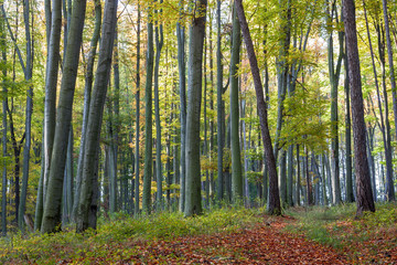 footpath of leaves in autumn beech forest