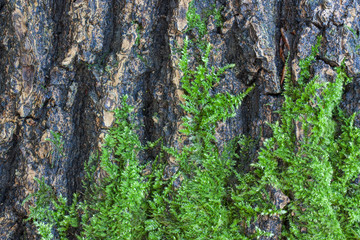 green moss on the bark of a tree