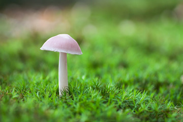 lonely white mushroom in moss vegetation