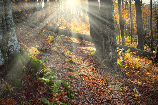 Fototapeta Enchanted forest