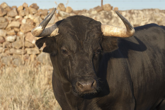 Head of young fighting bull