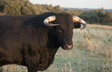 Printed kitchen splashbacks Bullfighting Fighting bull portrait