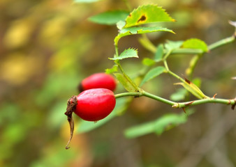 rose hip