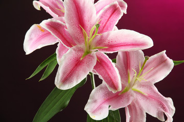 beautiful lily, on pink background